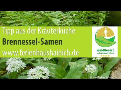 Tipp aus der Kräuterküche: Brennessel-Samen
