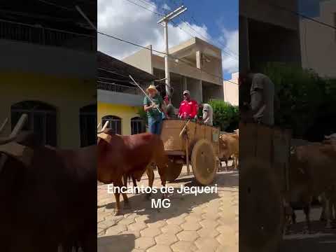 Desfile de carros de boi  em Jequeri Mg