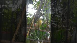 Download lagu Pleci dakbal nembak panjang jos gandos, milik mirta Berlin team tabanan bali mp3 Download lagu Pleci dakbal nembak panjang jos gandos, milik mirta Berlin team tabanan bali mp3