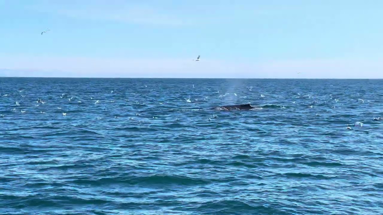 Kenai Fjords National Park: Glaciers, Wildlife & Humpback Bubble Feeding