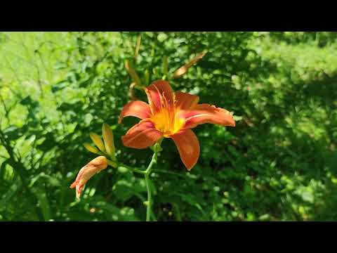 Feigen Garten Spaziergang im Sommer. Hinaus in die Natur. Virtueller Rundgang