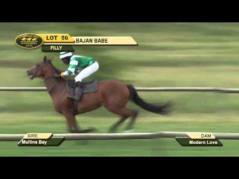 LOT 56 - BAJAN BABE (Mullins Bay - Modern Love) Filly