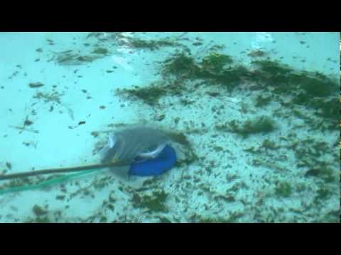 a pénisz és a hatékonyság növelésének módjai