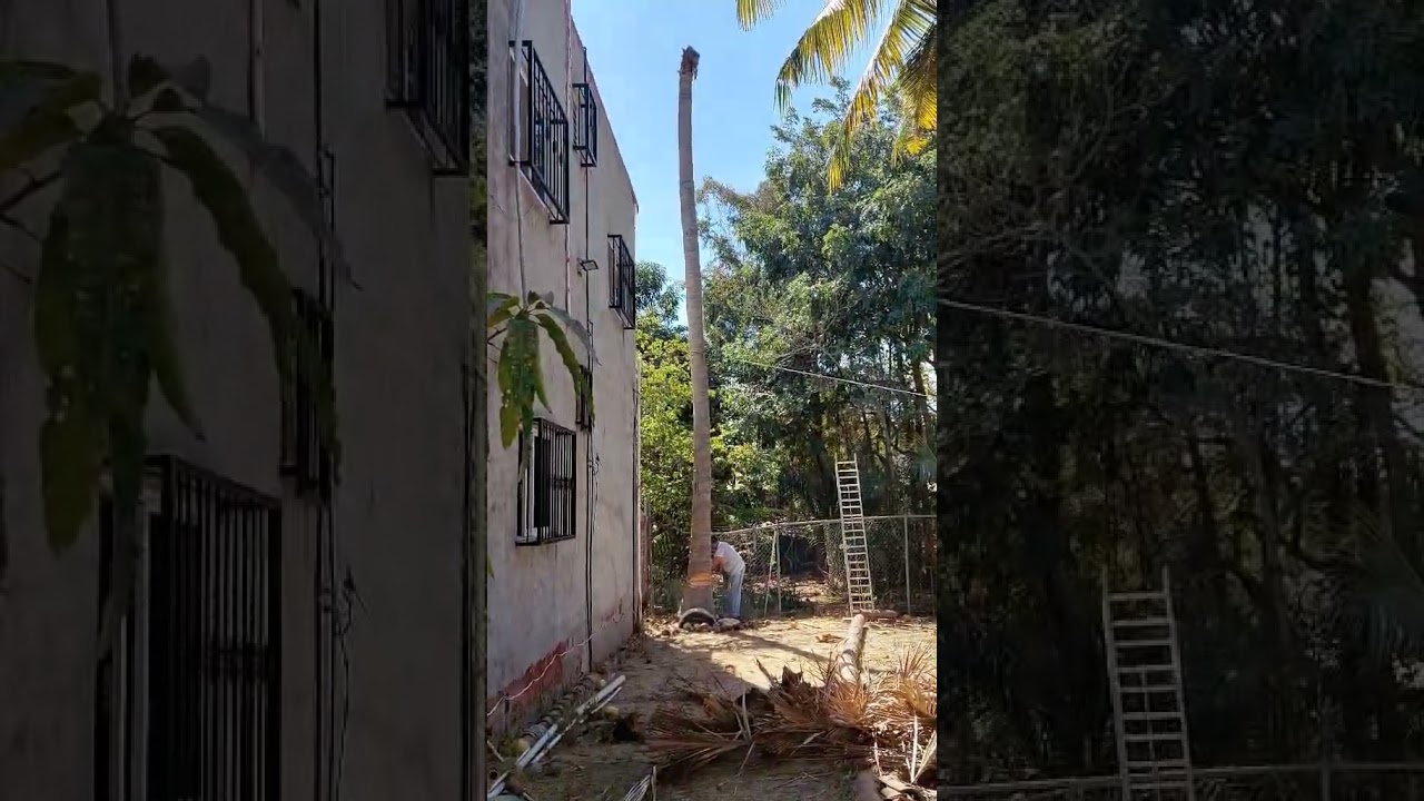 A crypto wallet scam felt like a falling palm tree #crytpo #scam