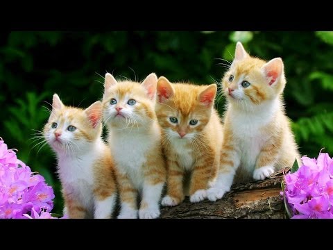 Animal Planet  : Cats 101 ~ Domestic Housecat