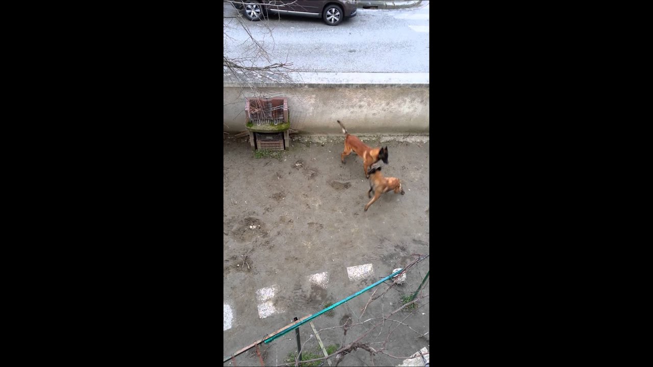 Saillie malinois Kaya & Stup