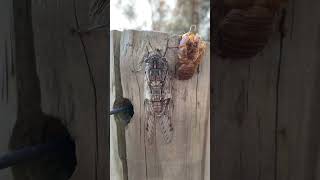 Razor Grinder Cicada - Nymph to Adult #cicada #insects