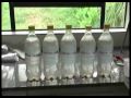 Vt Moringa Corrigido Flv