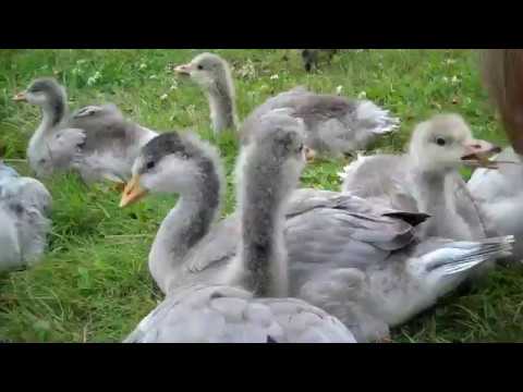 Jessica Meir finds out how bar-headed geese fly at high altitudes