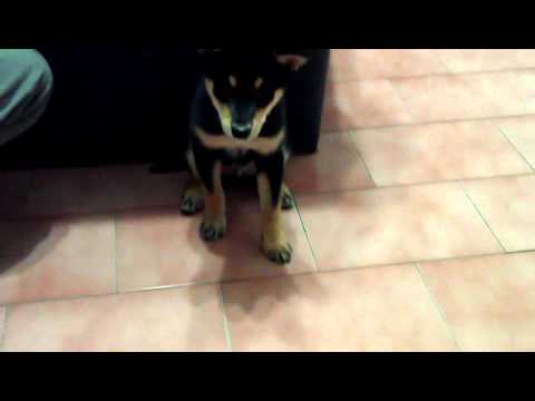 多多---等等(原發表者:養樂多爸)(影片)