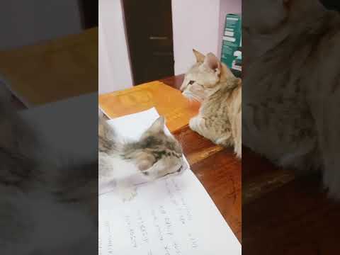 #subscribe #funny #comedy #cat