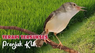 Download lagu Terapi PRENJAK KLIK Paling CEPAT jadikan burung Macet Anda lansgsung GACOR dan KOAR KOAR mp3