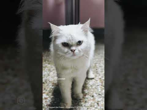 Beautiful Brown+White+Blue Eyes 😘