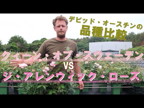イングリッシュローズ「クイーンオブスウェーデン」 植物