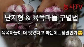 육쪽마늘 구별법-육쪽마늘과 난지형마늘의 크기, 갯수, 맛 등을 비교해 보았습니다. [농사TV]