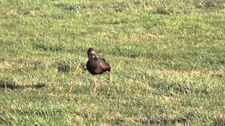 preview picture of video 'Glossy Ibis'