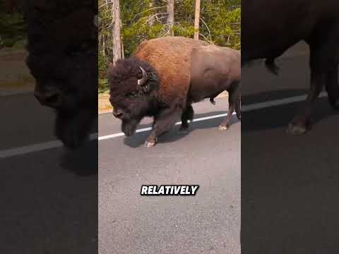 The incredible strength of the North American bison#animals #funnyanimal #funny #cute #bison