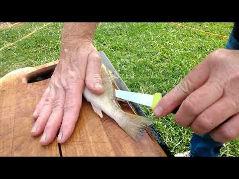 How To Butterfly Or Fillet A Perch