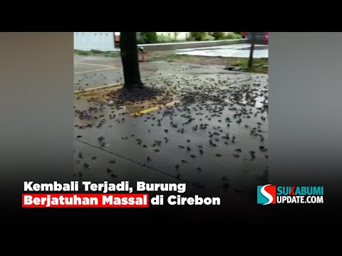 Kembali Terjadi, Burung Berjatuhan Massal di Cirebon