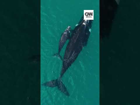 DRONE: Registros de baleia-franca com filhote no Arraial do Cabo (RJ) são impressionantes