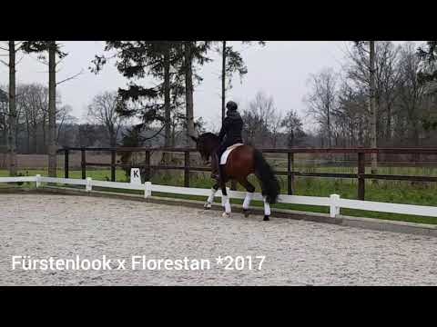Dressurpferd, Stute, Fürstenlook x Florestan *2017
