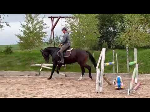 Wallach 2018 geb. v. Decurio für den Turniersport