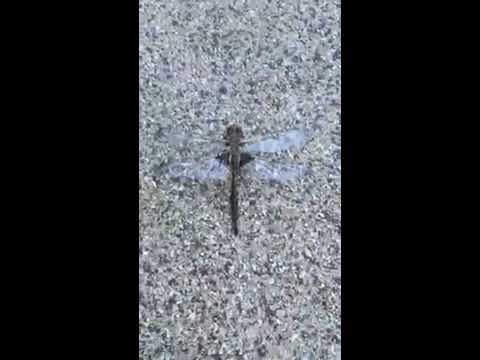 download lagu mp3 mp4 Dragonfly The Messenger, download mp3 Dragonfly The Messenger free download, download mp3 Dragonfly The Messenger