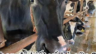 Đơn hàng chăn nuôi bò sữa cho Nam LƯƠNG CAO