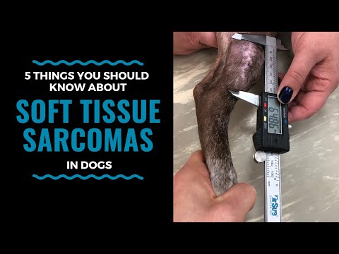 5 Things You Need to Know about Soft Tissue Sarcomas in Dogs: Vlog 112