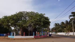 preview picture of video 'Baobab Tree Pallimunai - Mannar - Sri Lanka'