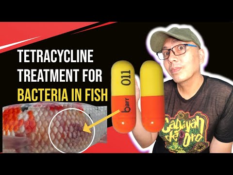 , title : 'Tetracycline for fish that will make you treat  a bacterial infection