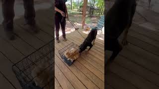Video preview image #1 Rottweiler Puppy For Sale in Hillsboro, NH, USA
