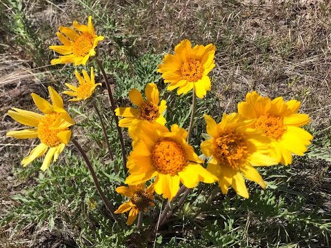 Garden and Baby Willa Updates