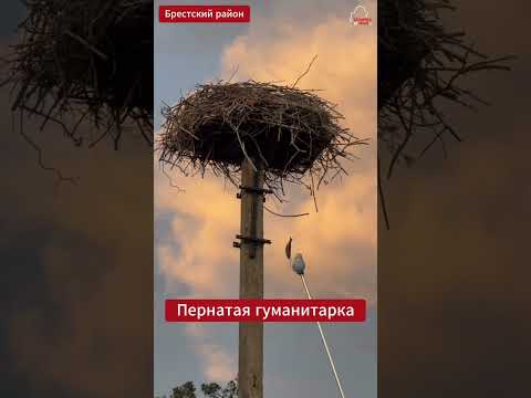 🐟 🪺В Брестском районе жители придумали хитроумный способ подкармливать семейство аистов #shorts