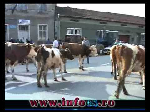 Protest cu vacile in fata Primariei de la Domasnea CS