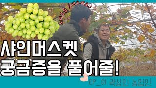 샤인머스켓 포도 재배 전 꼭 봐야할 정보! 수익,전망, 샤인머스켓 수출까지!