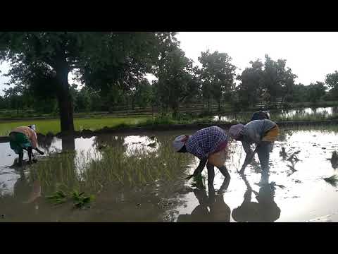 thondaraga Pani aipoye bathukkama natu