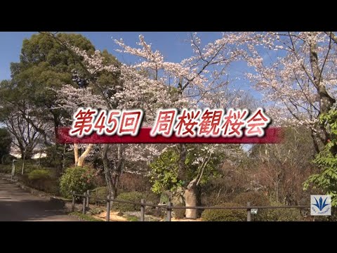 第45回周桜観桜会（2025年4月5日）｜ダイジェスト｜創価大学
