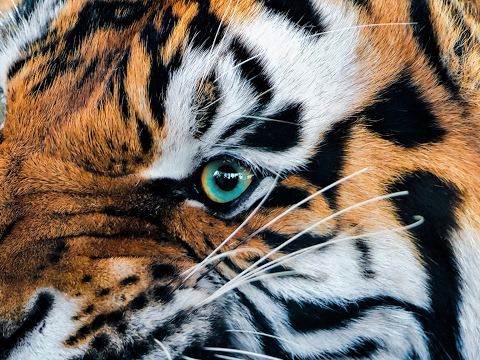 Fortnite - Ustaj VOJSKO