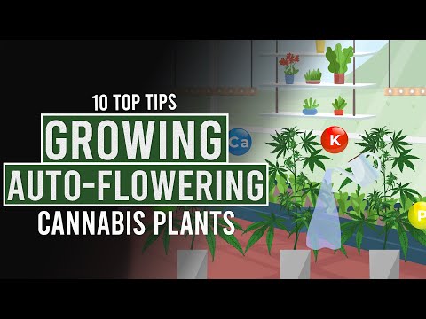 10 Top Tips for Growing Auto-Flowering Cannabis Plants