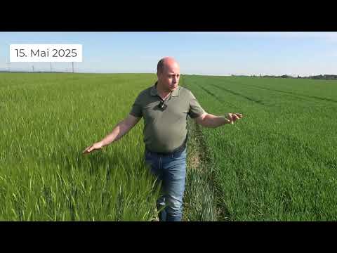 Pflanzenbau Aktuell - Winterweizen, Mais, Winter- und Sommergerste