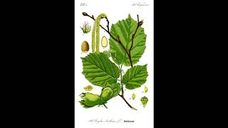 Gilad Hekselman, Mark Turner, Marcus Gilmore and Joe Martin - Yeux de avelinier