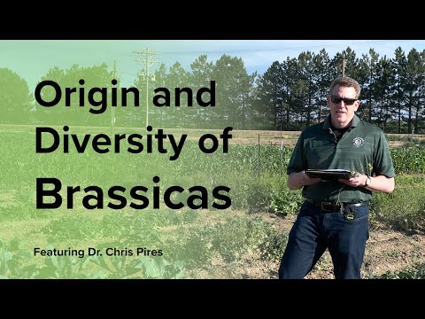 Origin and Diversity of Brassicas