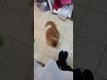 Cat Bite