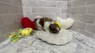 シーズーの動画02