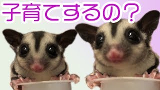 【フクロモモンガ】子育てってどこまでするの？