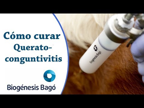 , title : 'Queratoconguntivitis Infecciosa - Biogénesis Bagó'