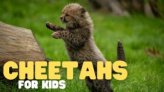 Cheetahs for Kids | Learn all about this fast feline!