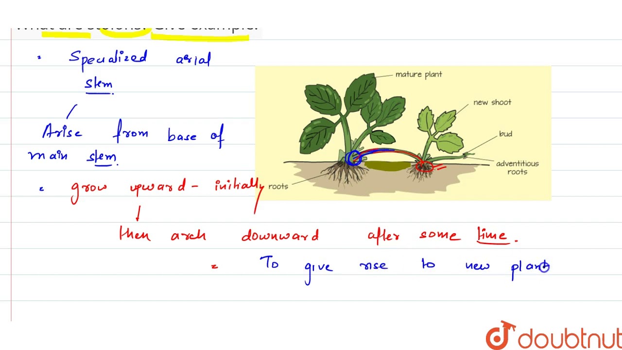 What are examples of stolons? Tipseri