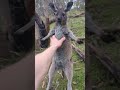 Joey Attacks me after my dog chases it #australianwildlife #animal #Kangaroo #wildlife #dog